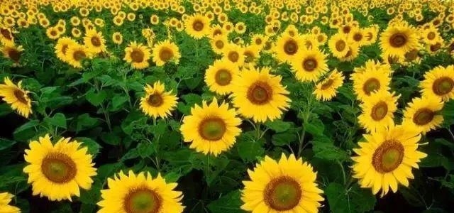 姑苏不只有园林古镇还有繁花似海,苏州全年赏花旅行攻略