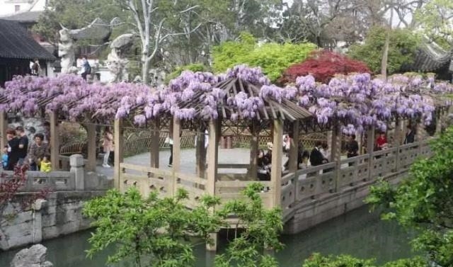 姑苏不只有园林古镇还有繁花似海,苏州全年赏花旅行攻略