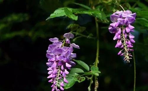 姑苏不只有园林古镇还有繁花似海,苏州全年赏花旅行攻略