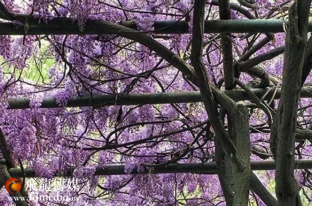 姑苏不只有园林古镇还有繁花似海,苏州全年赏花旅行攻略