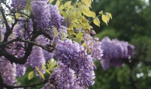 姑苏不只有园林古镇还有繁花似海,苏州全年赏花旅行攻略