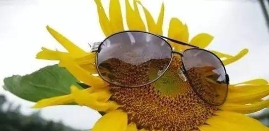 姑苏不只有园林古镇还有繁花似海,苏州全年赏花旅行攻略