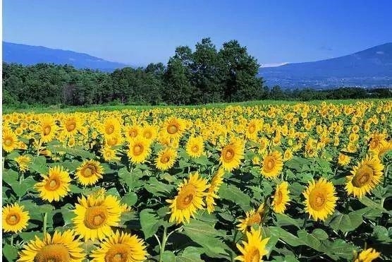 姑苏不只有园林古镇还有繁花似海,苏州全年赏花旅行攻略