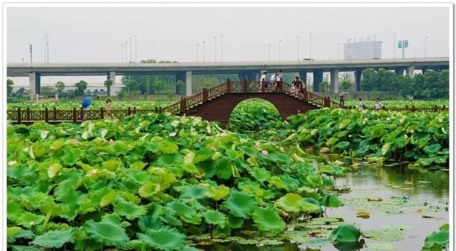 姑苏不只有园林古镇还有繁花似海,苏州全年赏花旅行攻略