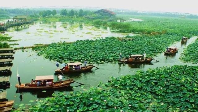 姑苏不只有园林古镇还有繁花似海,苏州全年赏花旅行攻略