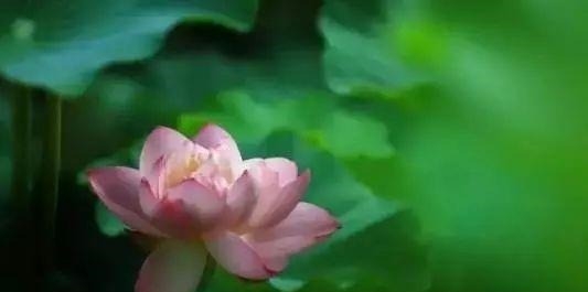 姑苏不只有园林古镇还有繁花似海,苏州全年赏花旅行攻略