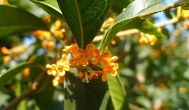 姑苏不只有园林古镇还有繁花似海,苏州全年赏花旅行攻略