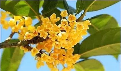 姑苏不只有园林古镇还有繁花似海,苏州全年赏花旅行攻略