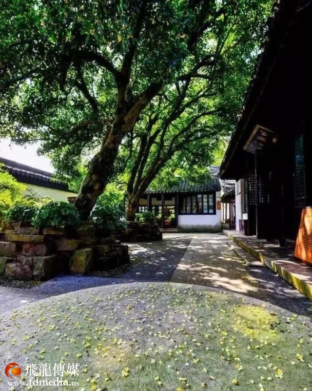 姑苏不只有园林古镇还有繁花似海,苏州全年赏花旅行攻略