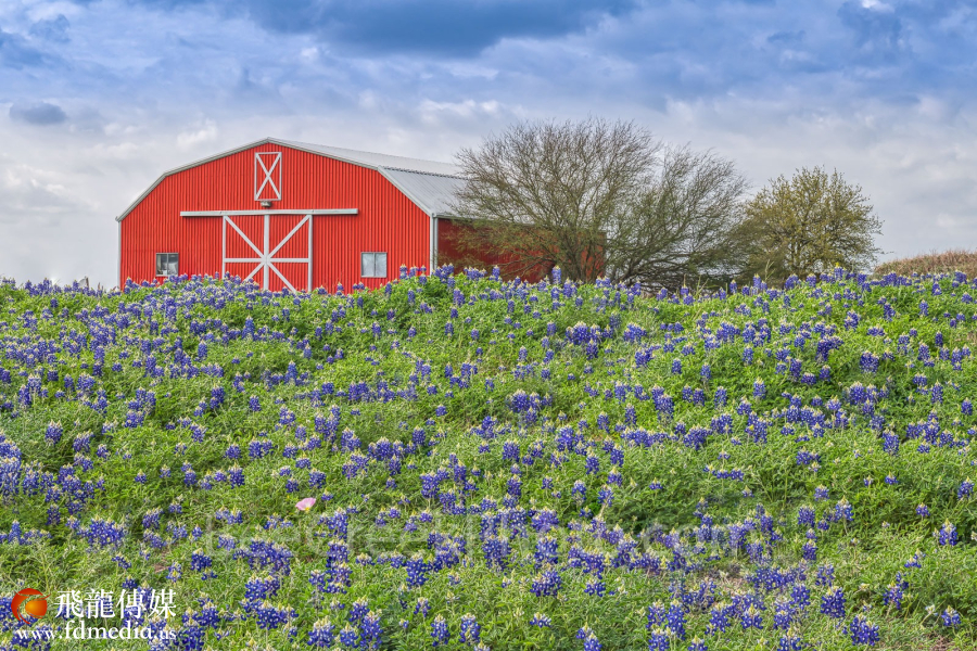 https://www.beecreekphoto.com/images/xl/chappel-hill-red-barn-and-bluebonnets-D85_4369.jpg