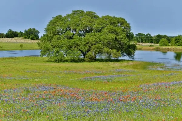 https://www.fineartstorehouse.com/p/629/lone-oak-tree-small-pond-field-wildflowers-near-18242775.jpg.webp